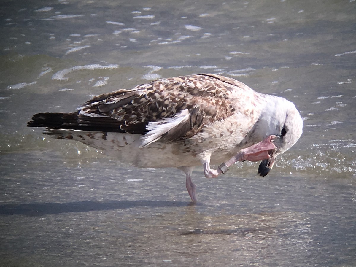 Great Black-backed Gull - David Simpson