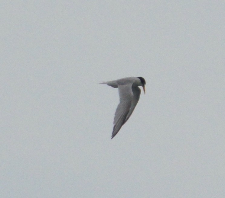 Least Tern - ML469183161