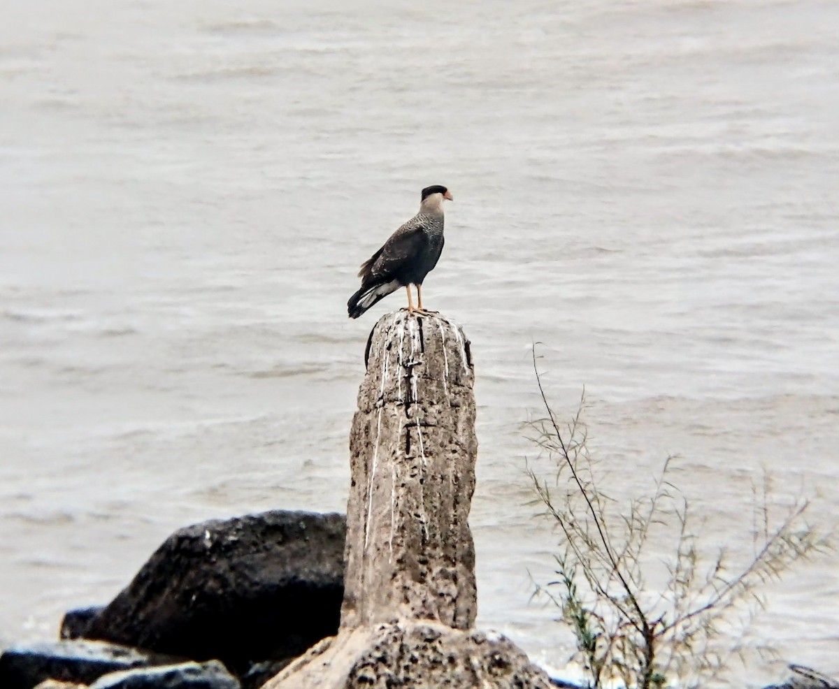 Crested Caracara - ML469183881