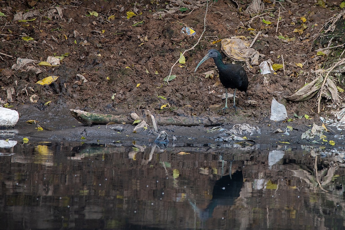 grønnakkeibis - ML469184181