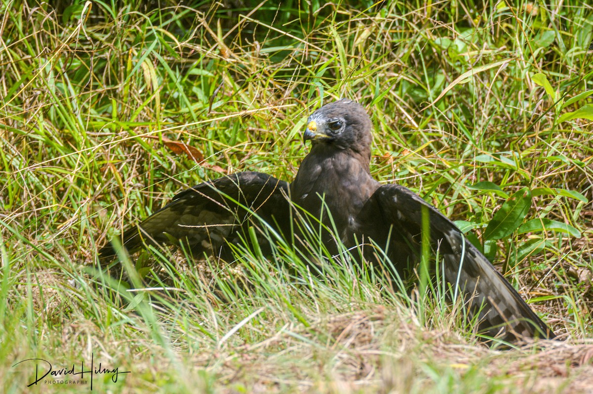 Short-tailed Hawk - ML469184331