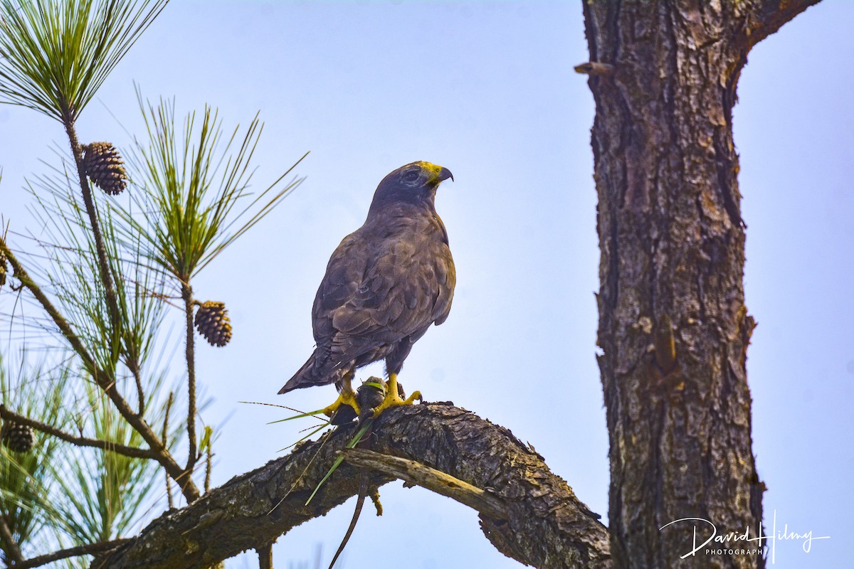 Short-tailed Hawk - ML469184391