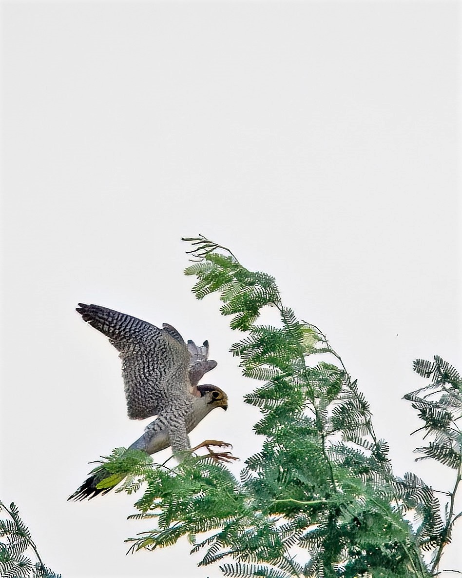 Red-necked Falcon - ML469184441