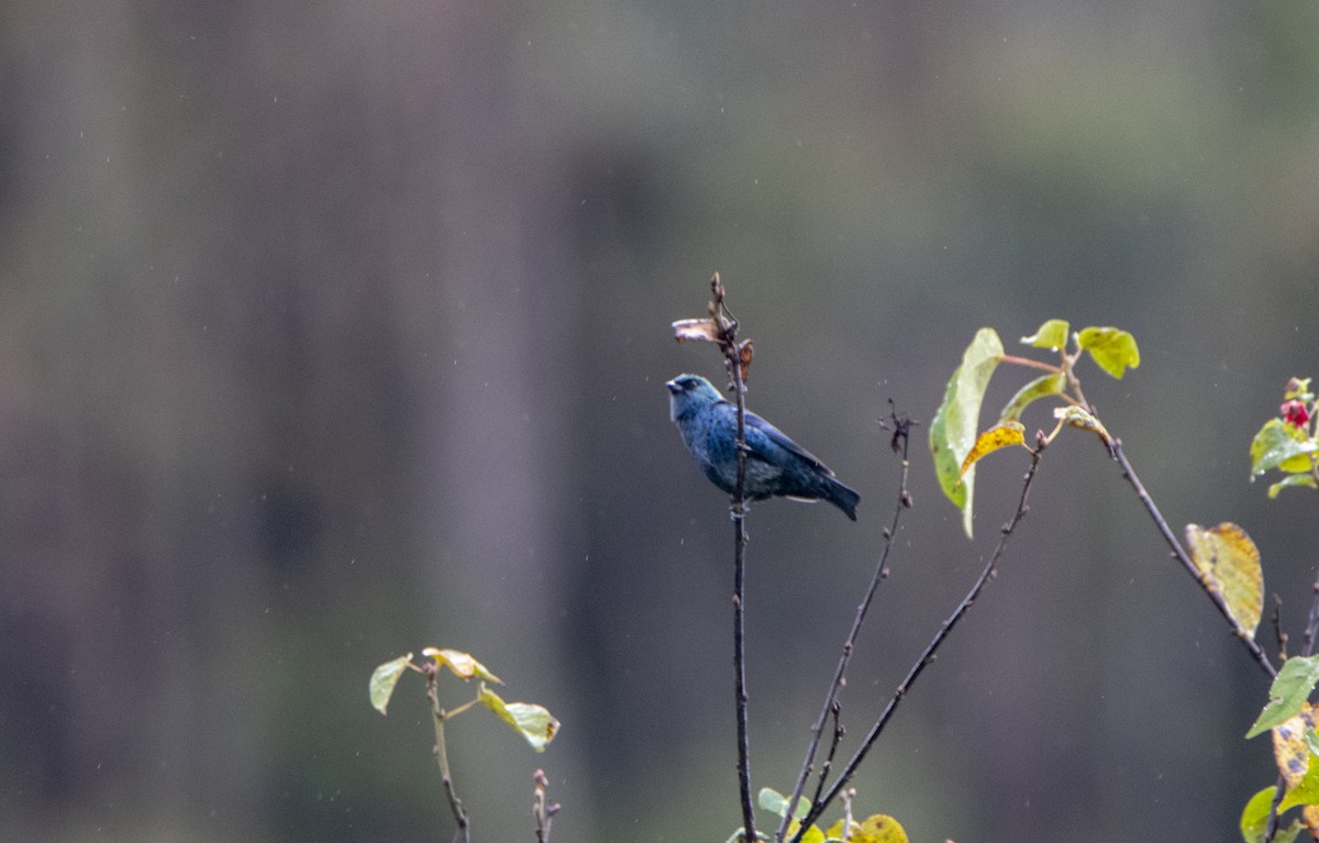 Blue-and-black Tanager - ML469185811