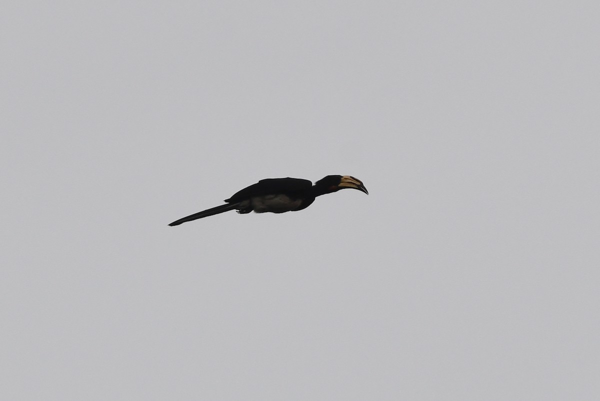 Congo Pied Hornbill - ML469186101