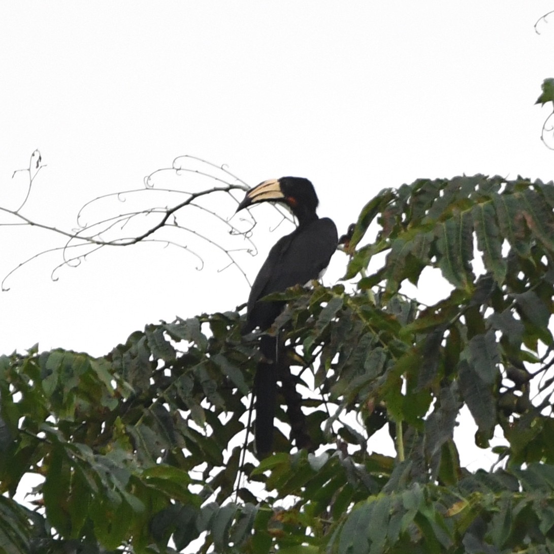 Congo Pied Hornbill - ML469186551