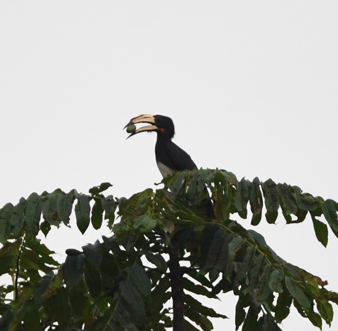 Congo Pied Hornbill - ML469186641