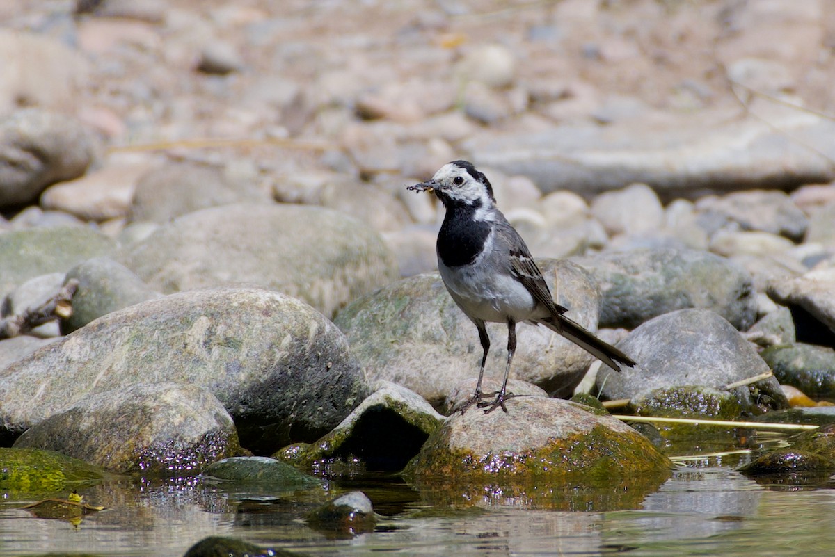 White Wagtail (White-faced) - ML469188061