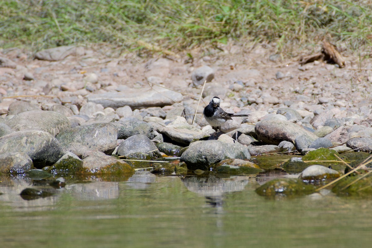 White Wagtail (White-faced) - ML469188081