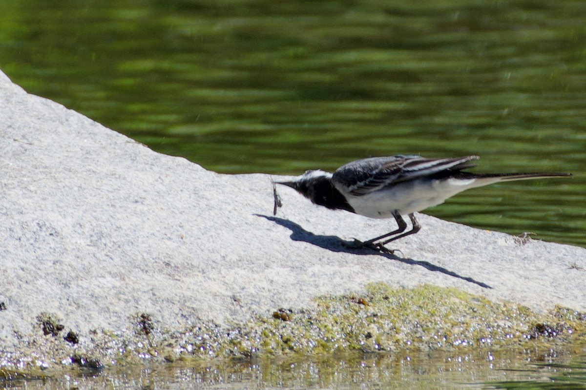 White Wagtail (White-faced) - ML469188121