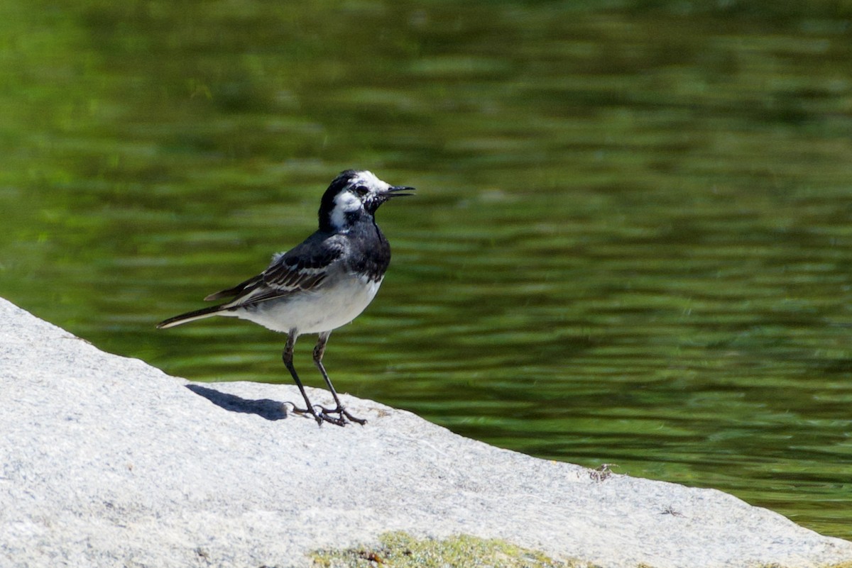 konipas bílý (ssp. alba/dukhunensis) - ML469188131