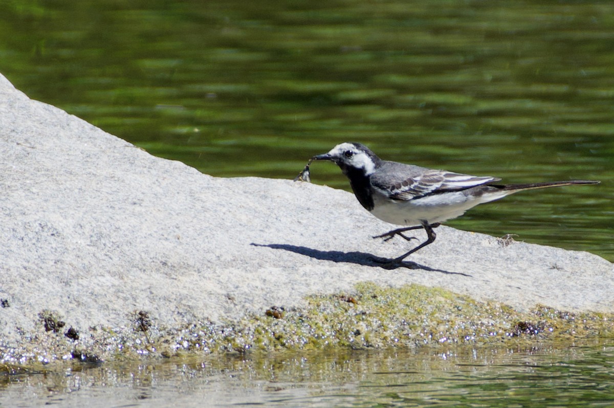 White Wagtail (White-faced) - ML469188151