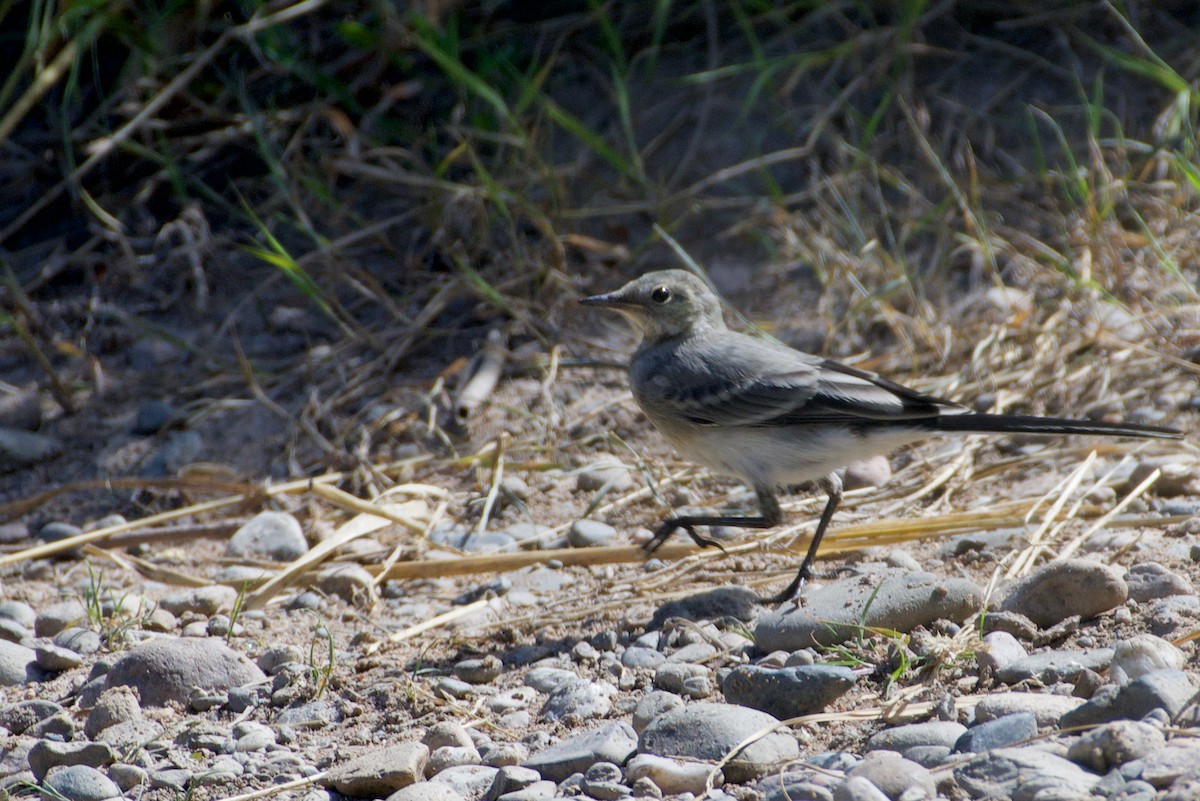 White Wagtail (White-faced) - ML469188201