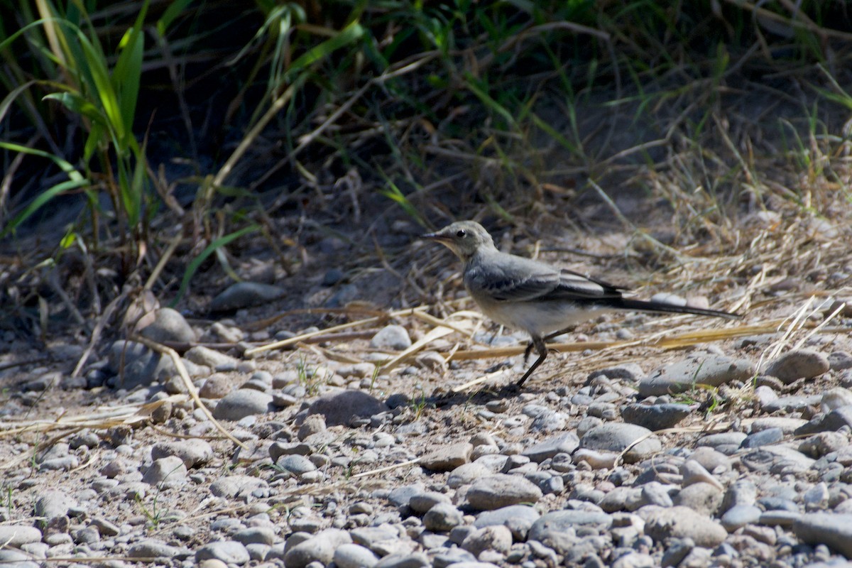 White Wagtail (White-faced) - ML469188231