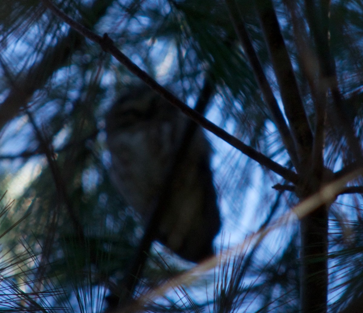 Northern Saw-whet Owl - ML46919061