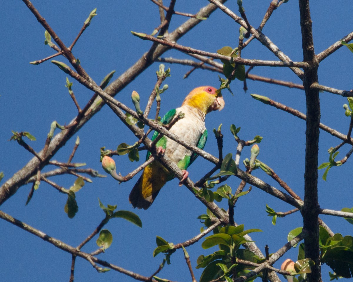 White-bellied Parrot (Green-thighed) - ML469193401