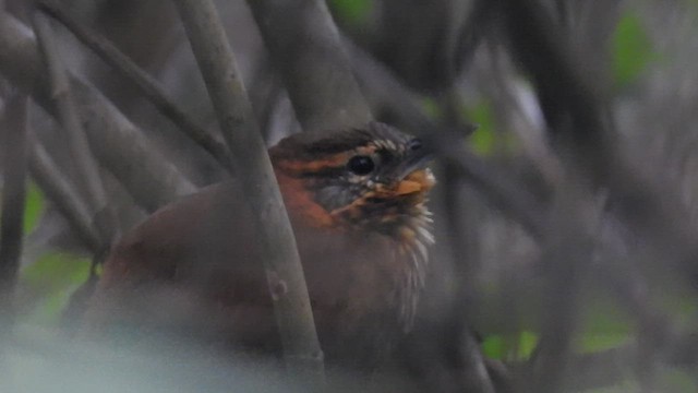 Rufous-necked Foliage-gleaner - ML469193421