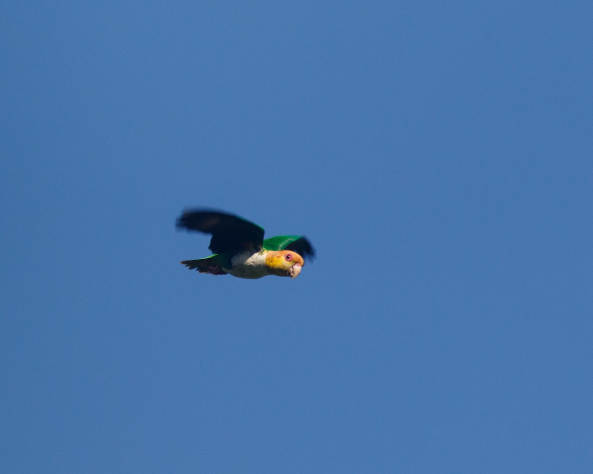 White-bellied Parrot (Green-thighed) - ML469193461