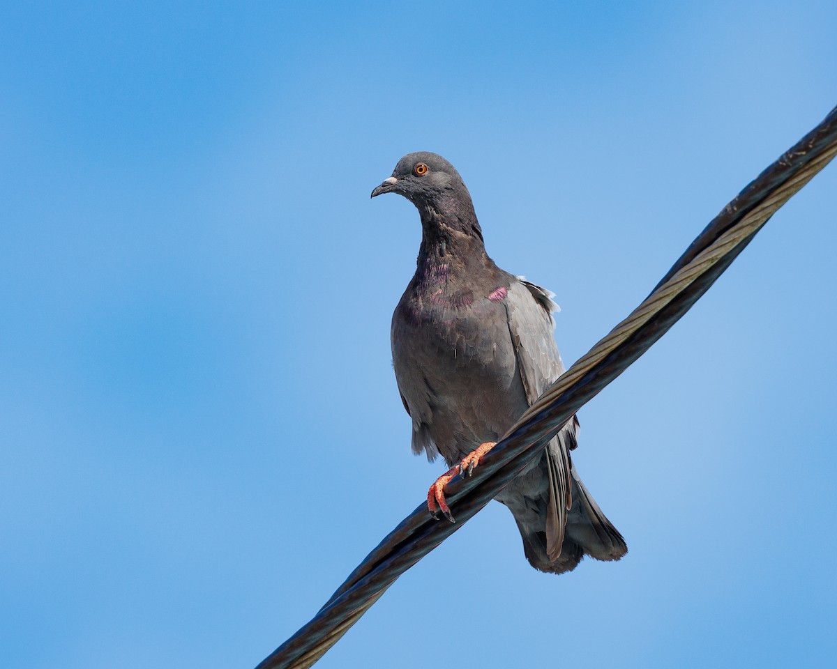 Rock Pigeon (Feral Pigeon) - Hernan Riverol