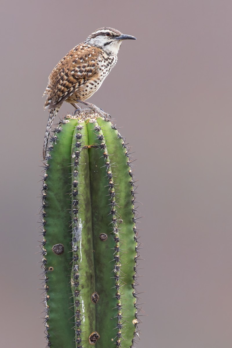 Boucard's Wren - Dubi Shapiro