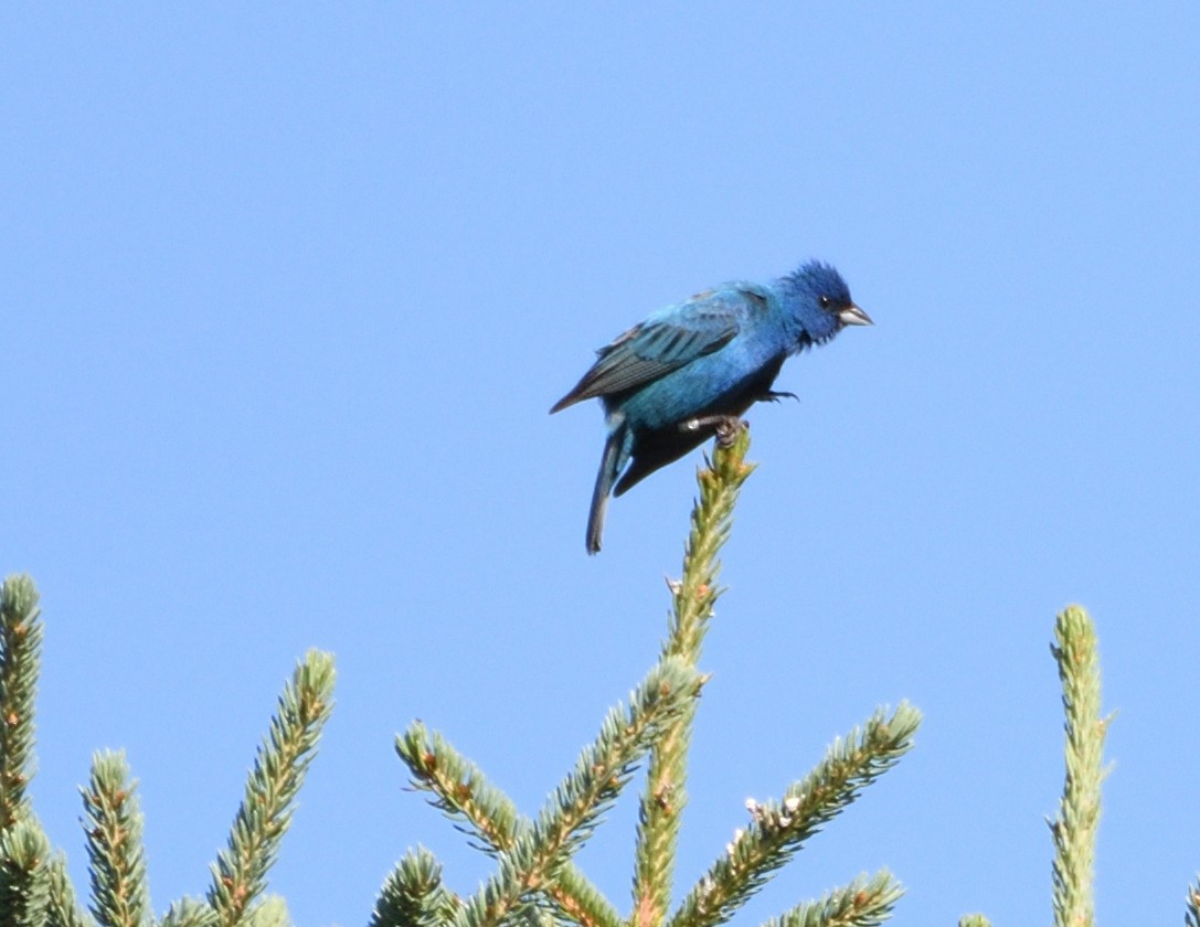 Indigo Bunting - ML469195171