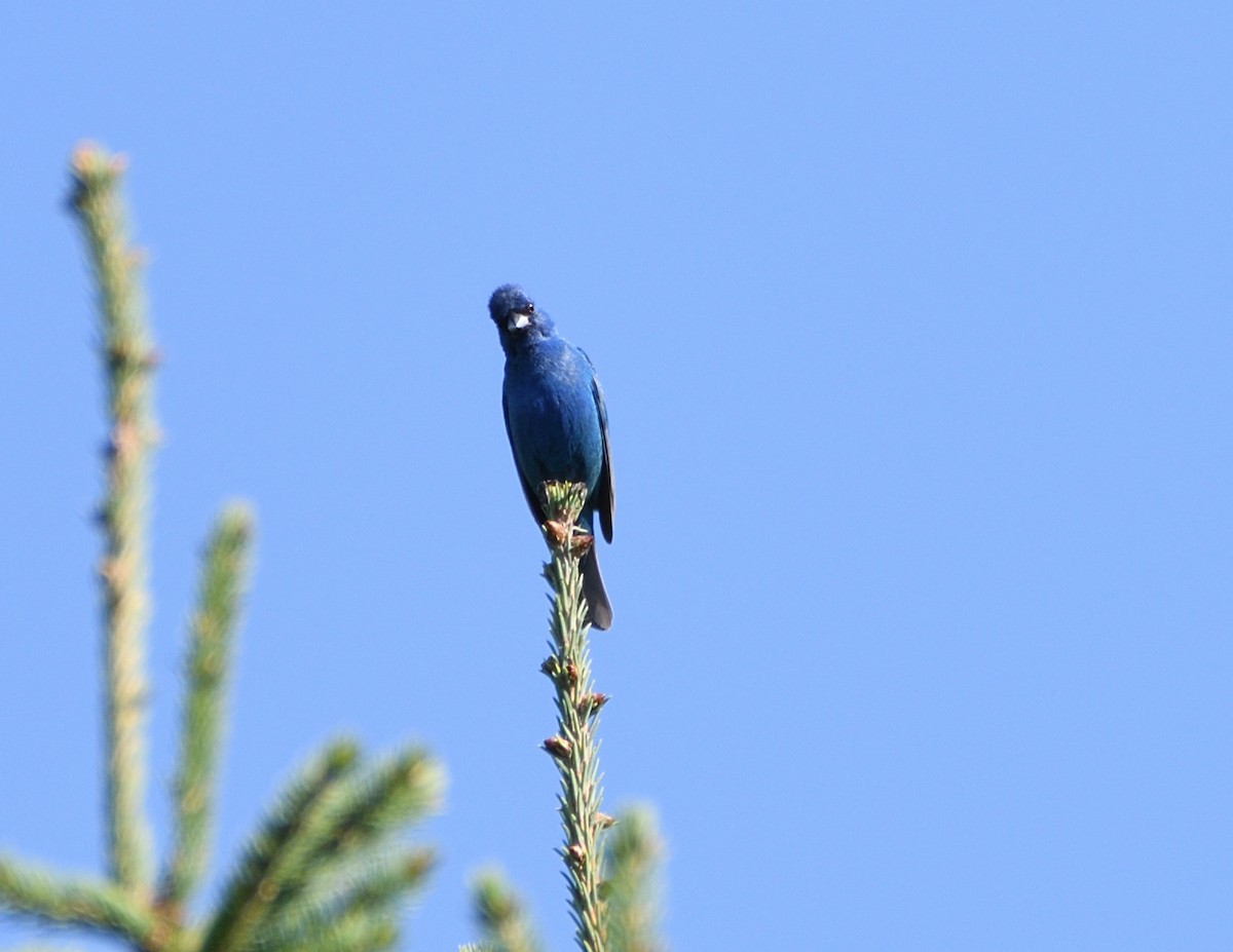 Indigo Bunting - ML469195211