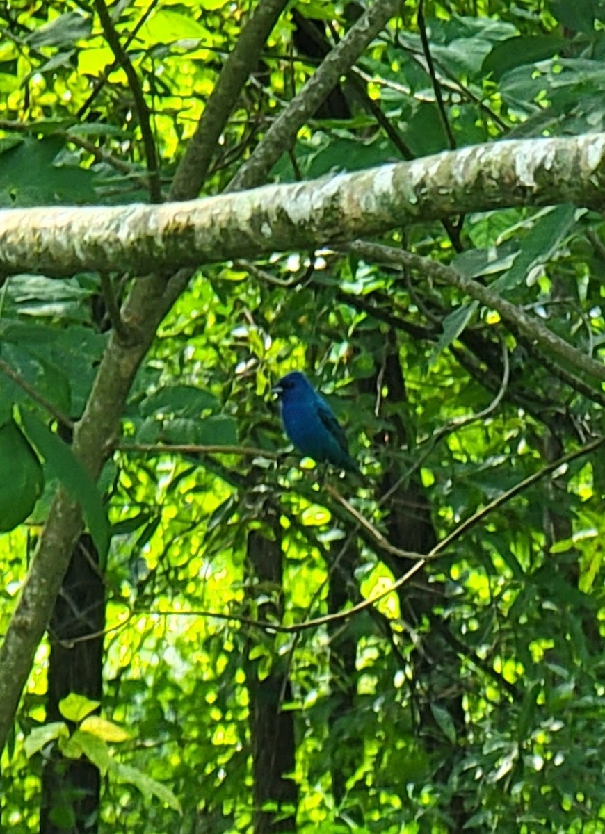 Indigo Bunting - Mark DiGiovanni