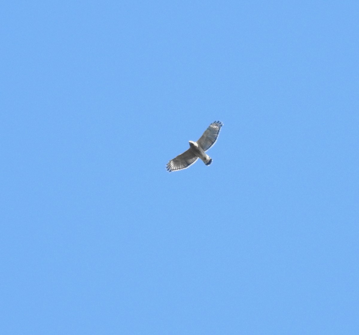 Red-shouldered Hawk - ML469199731