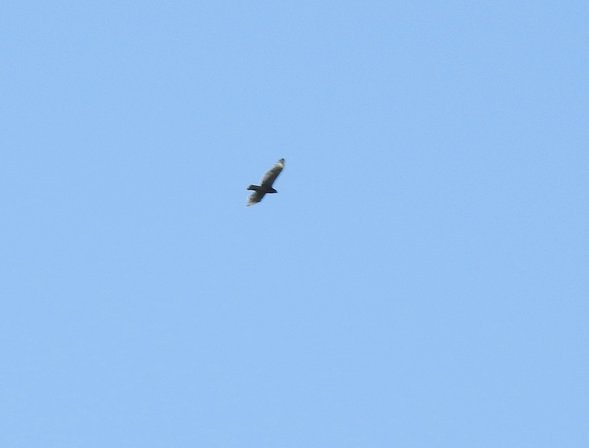 Red-shouldered Hawk - ML469199741