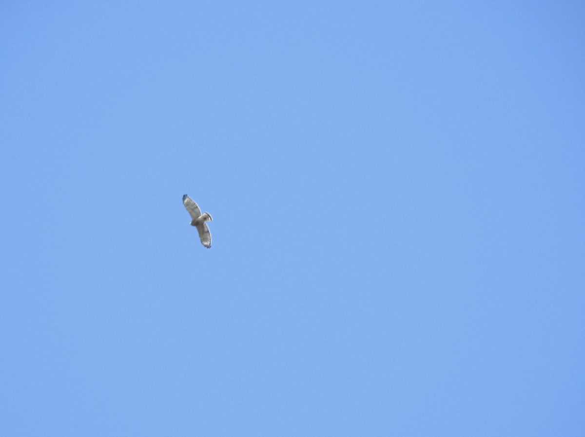 Red-shouldered Hawk - ML469199811