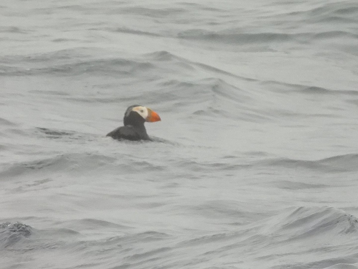 Tufted Puffin - Nick & Jane