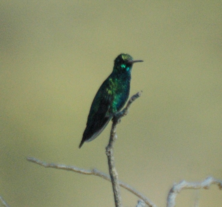 hummingbird sp. - Thomas Brooks