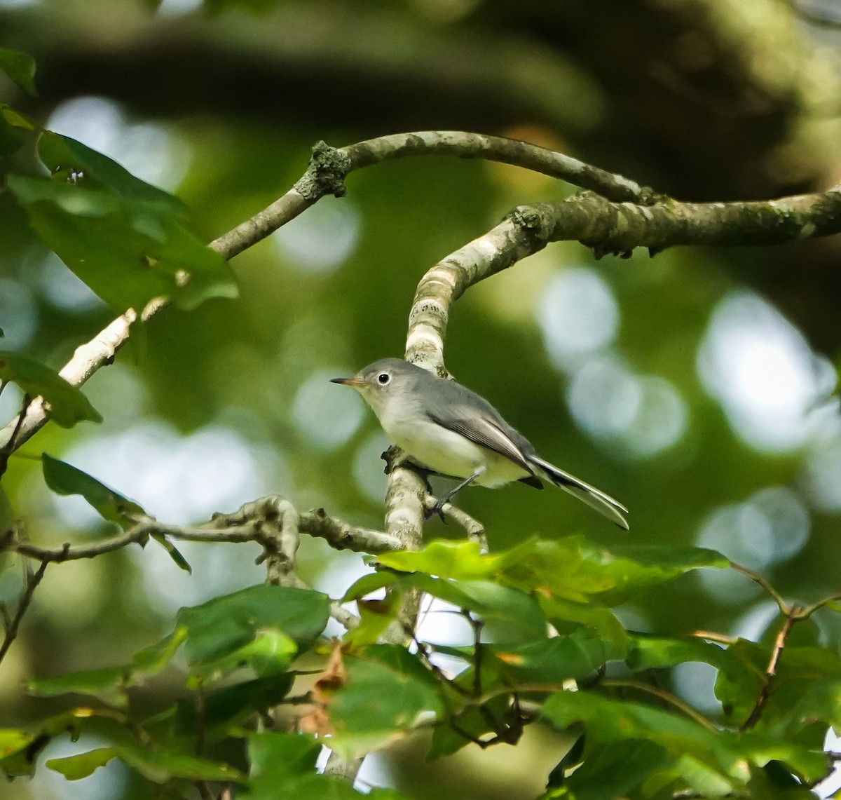Blue-gray Gnatcatcher - ML469201151