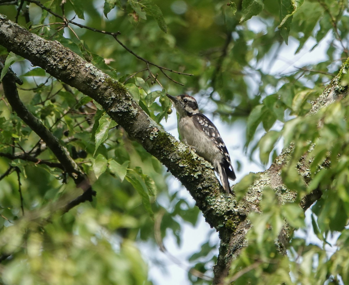 Downy Woodpecker - ML469201681