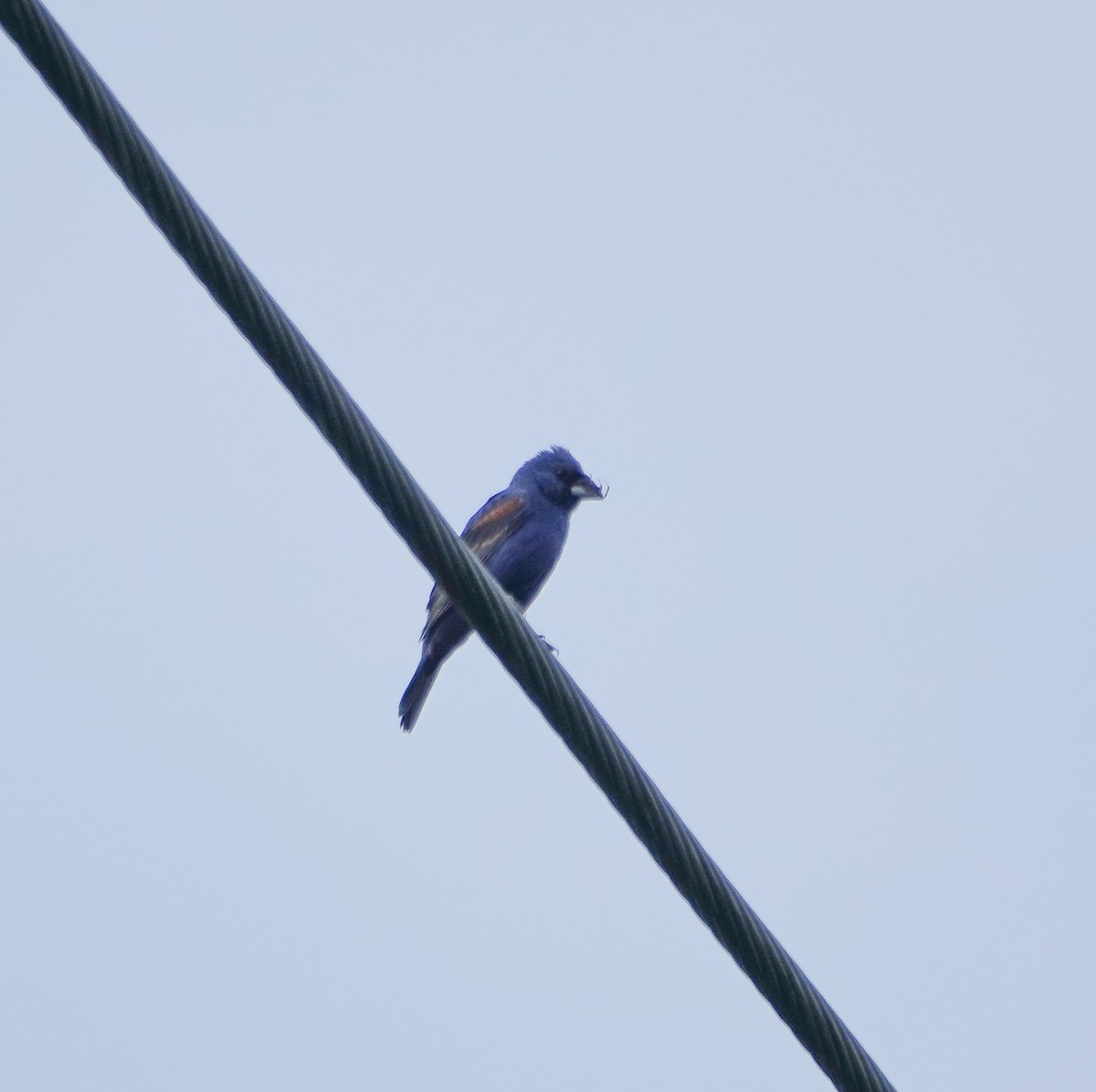 Blue Grosbeak - ML469201721
