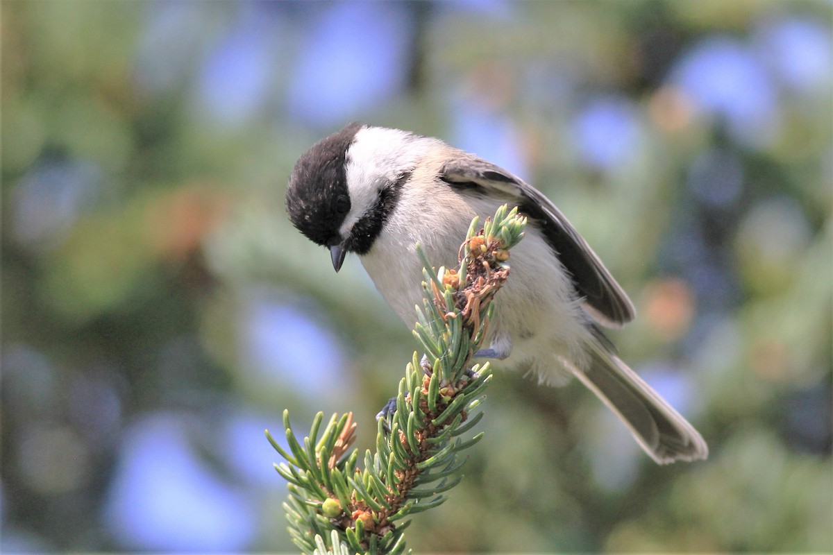 Black-capped Chickadee - ML469201751