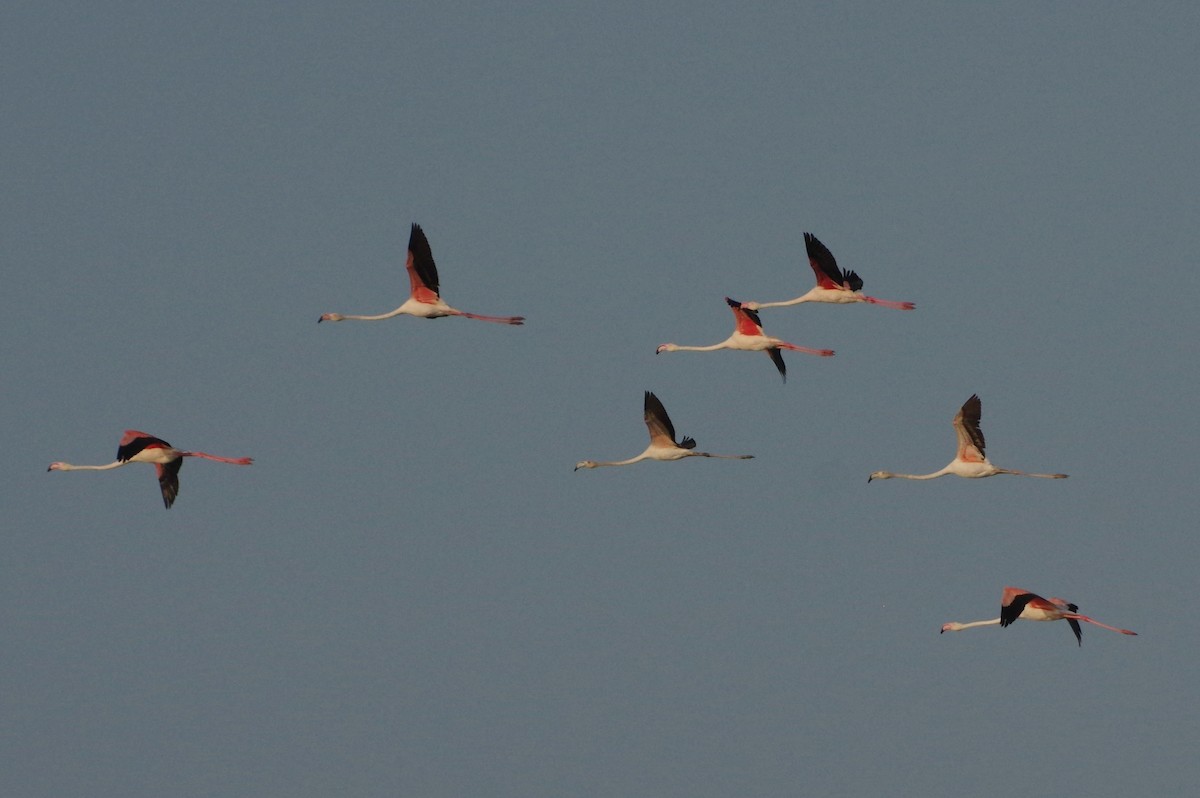 Greater Flamingo - ML469203221