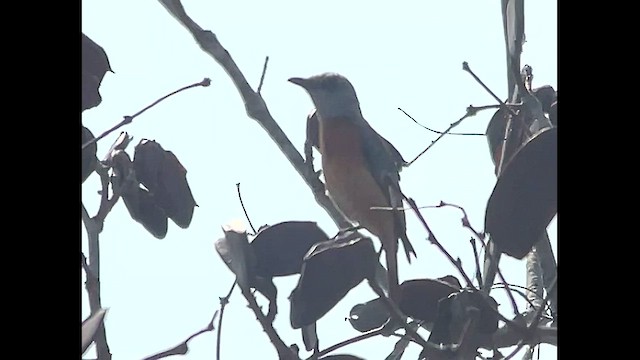 Miombo Rock-Thrush - ML469203561