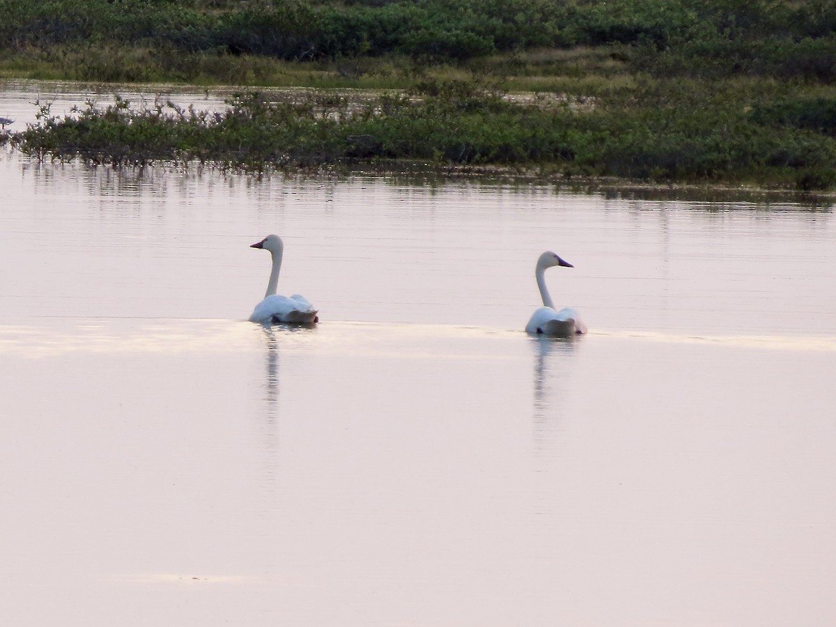 Tundra Swan - ML469205411