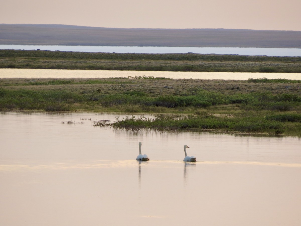 Tundra Swan - ML469205421