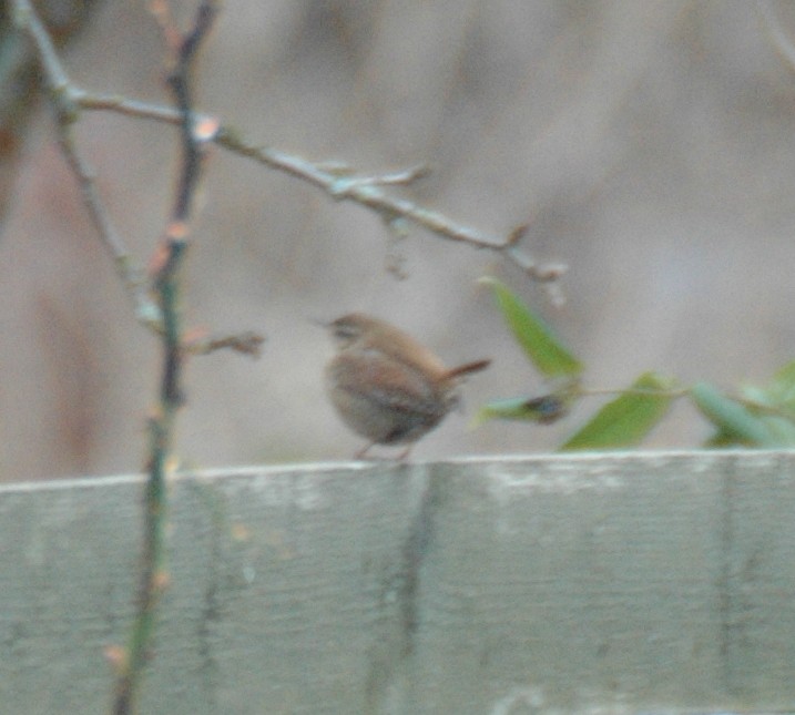 Eurasian Wren - ML469205891