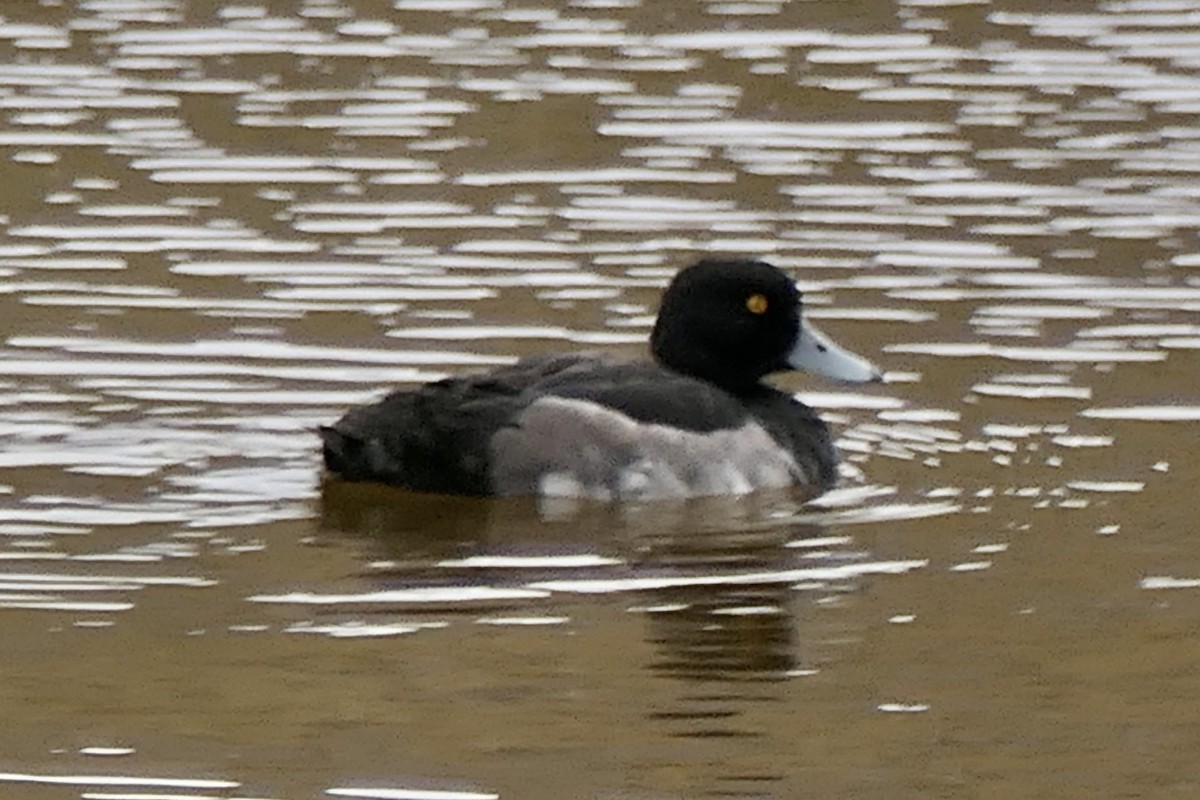 Tufted Duck - ML469206301