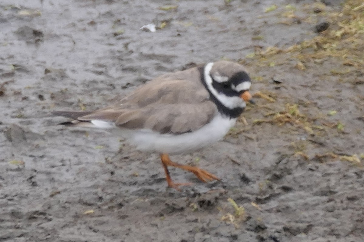 Common Ringed Plover - ML469206381