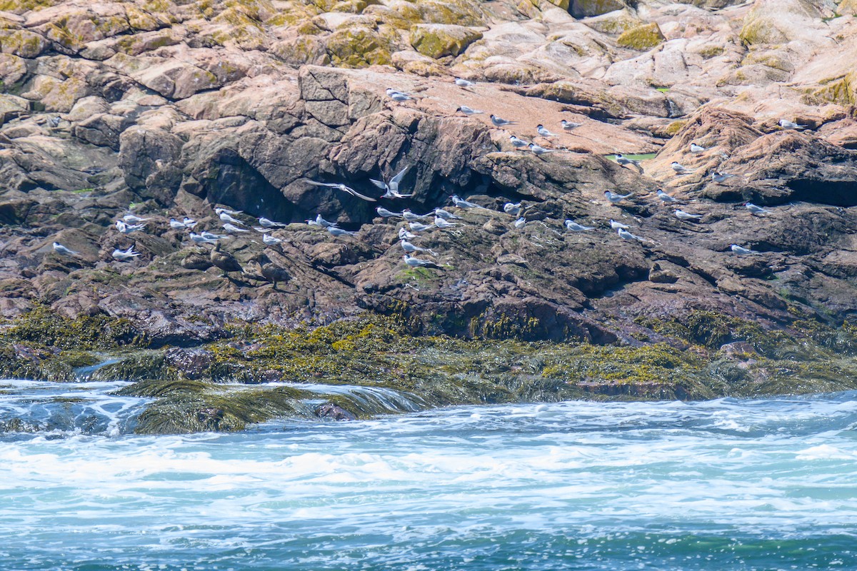 Arctic Tern - ML469207731