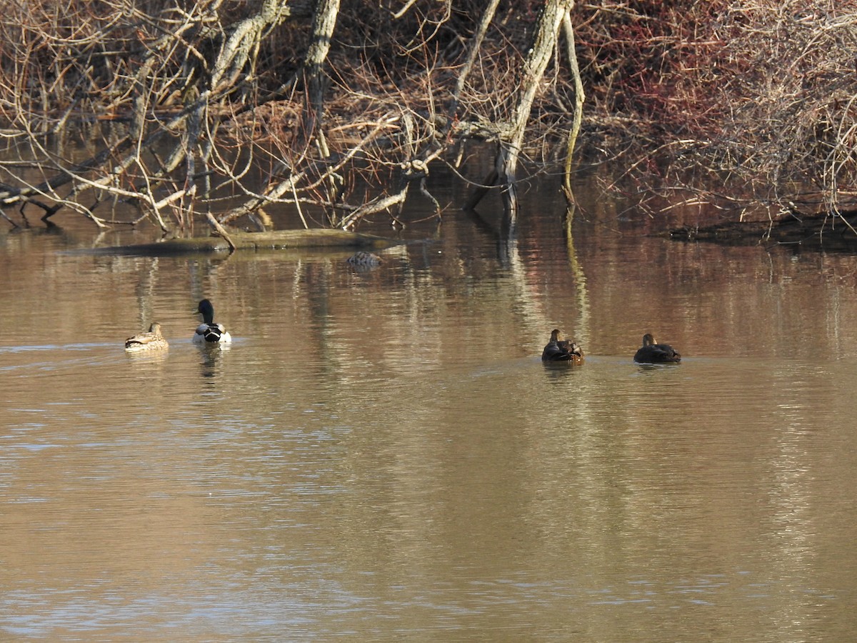 American Black Duck - ML46920911