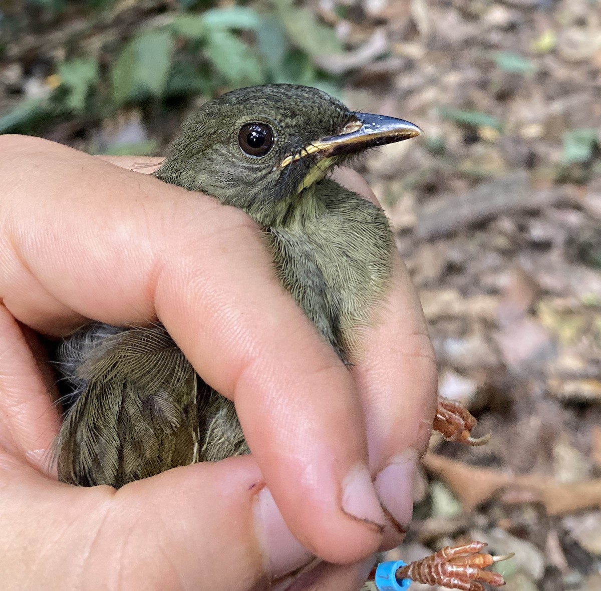Yellow-whiskered Greenbul - ML469209361