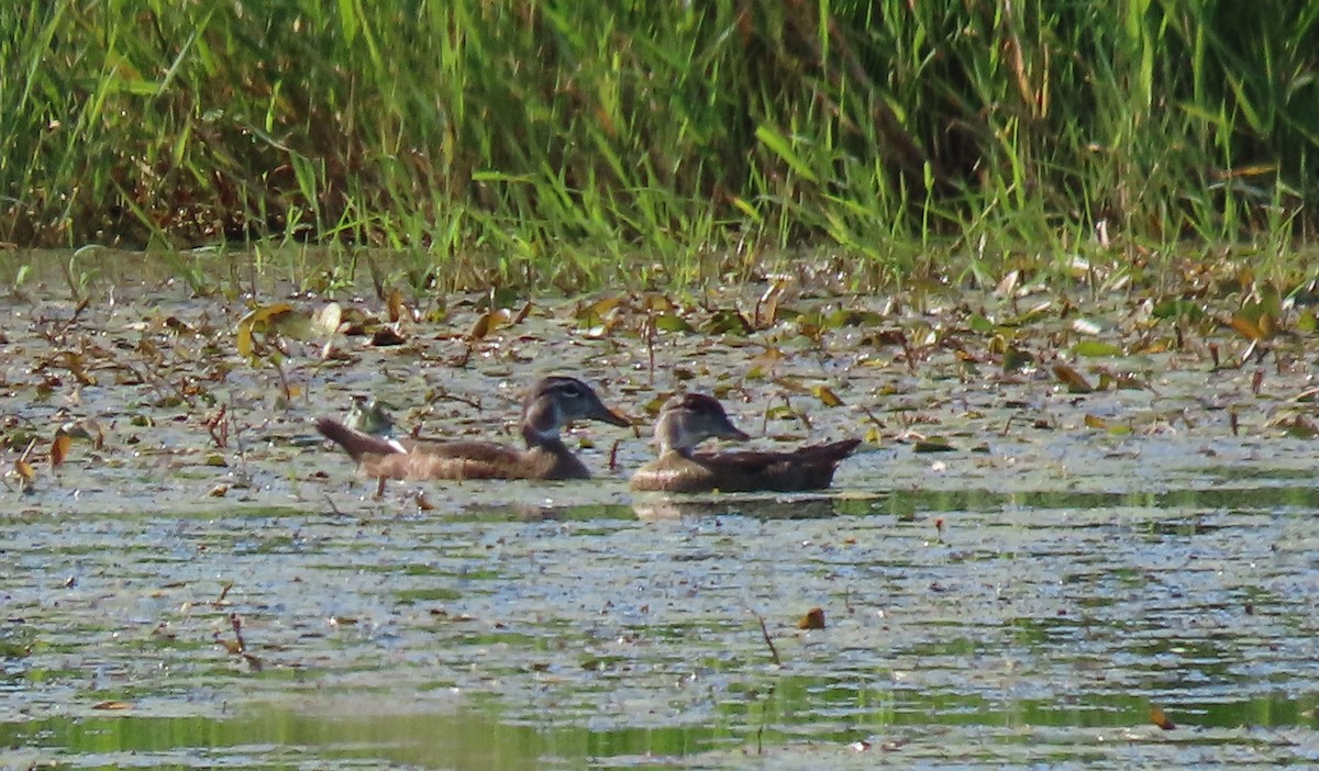 Wood Duck - ML469210391