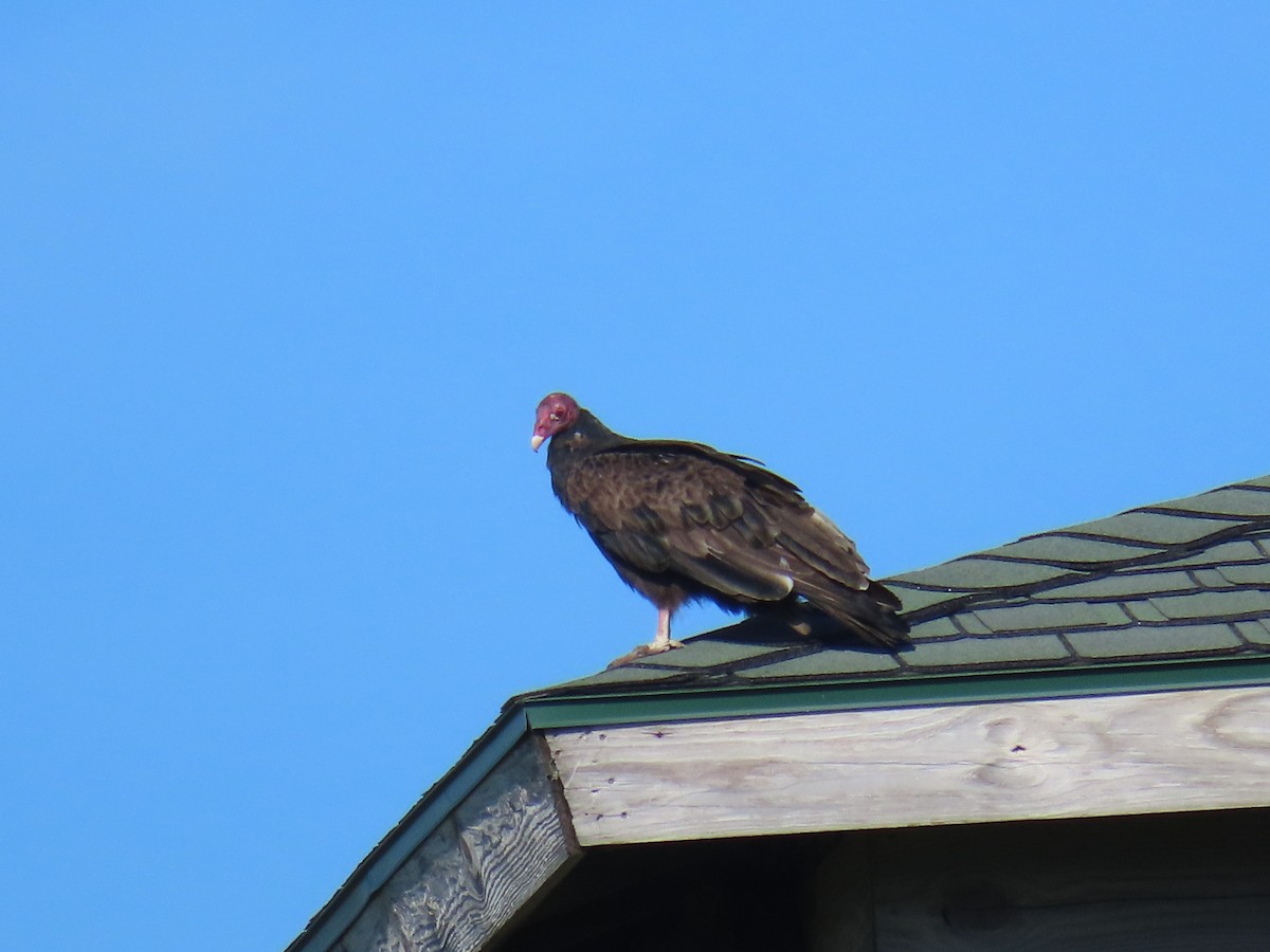 Turkey Vulture - Jim Frank