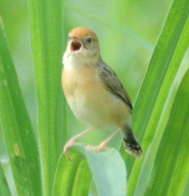 Golden-headed Cisticola - ML469212221