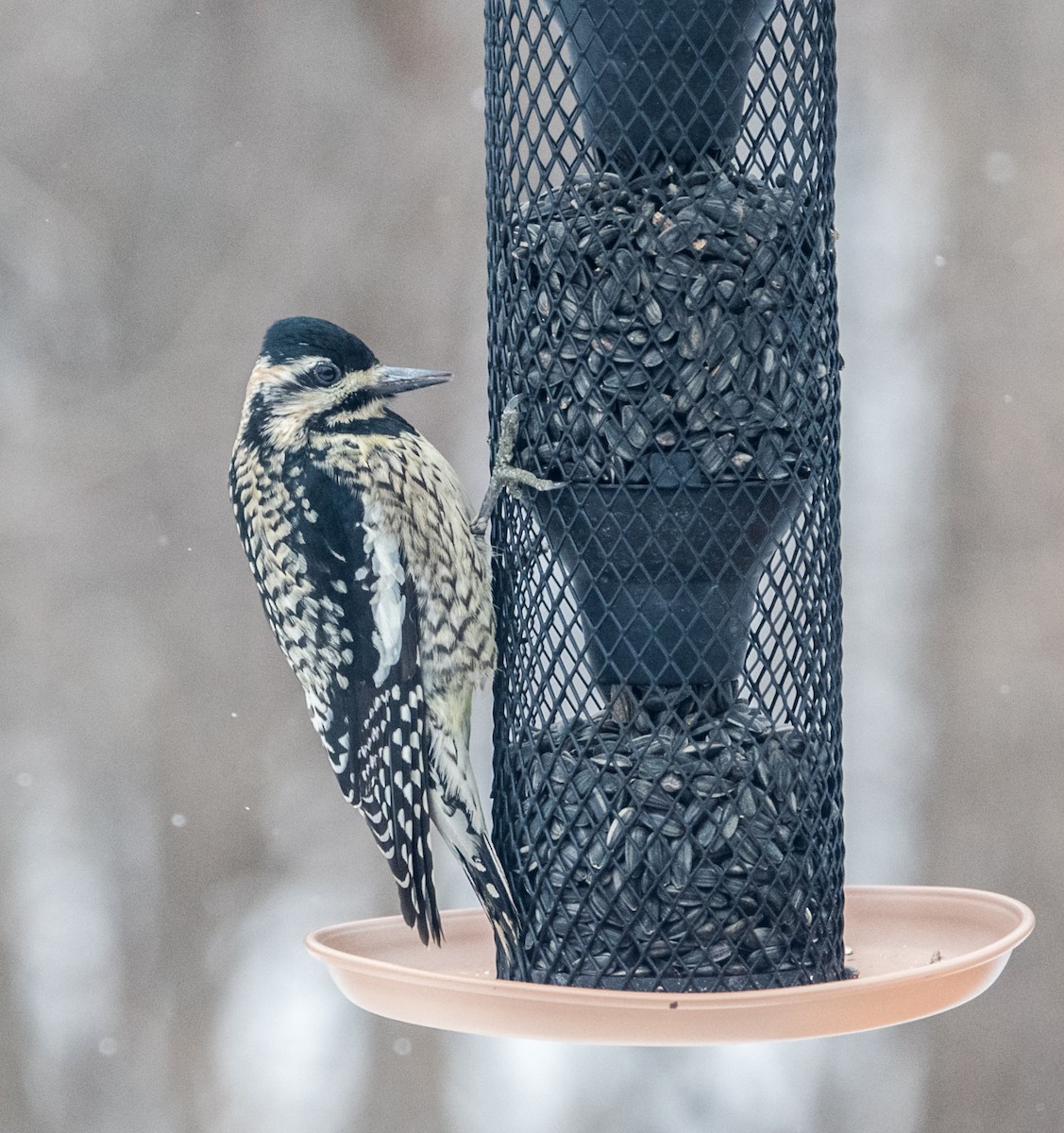 woodpecker sp. - ML46921241